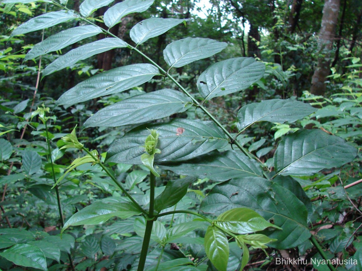 Uncaria elliptica R.Br. ex G.Don